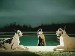হ্যালোইন, পার্ট দুই- ...